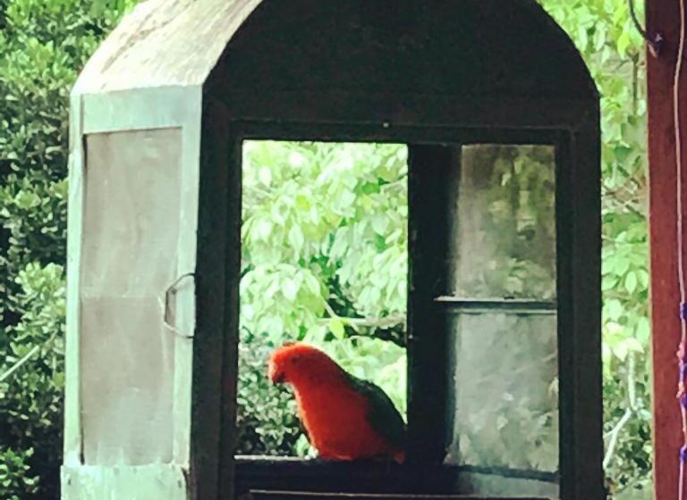 בית מלון כפרי Birdsong Bellingen Farm