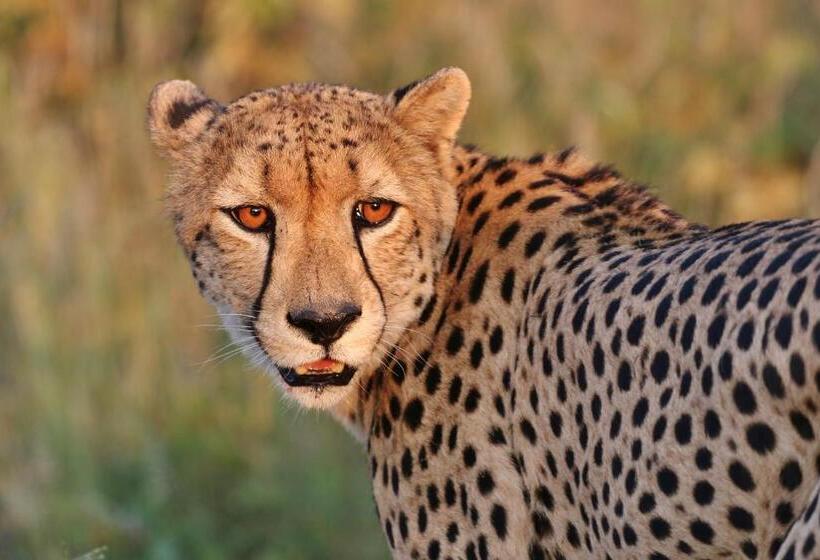 ホテル Lions Place