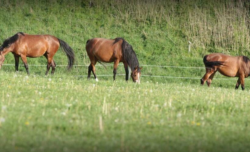 فندق Pension Rothschildův Dvůr