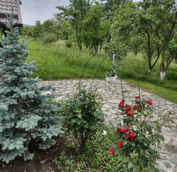 ホテル Pensiunea Codruta