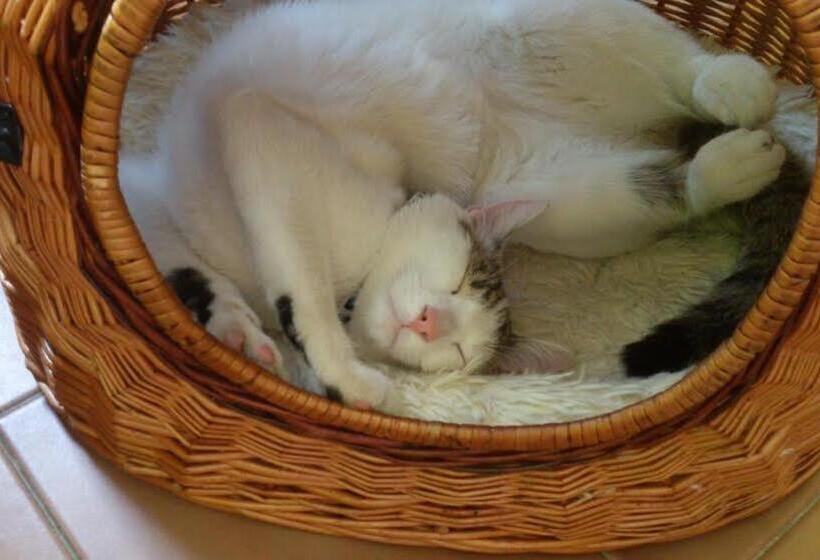 بنسيون Chalupa Sonja