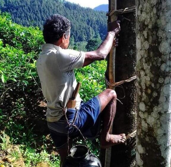 Pensão Hamadhi Guest