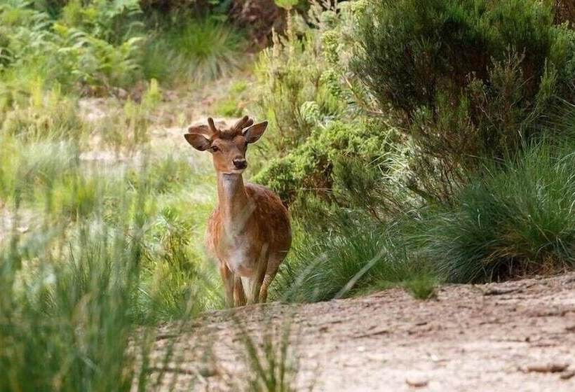 بنسيون Hospedaria Recomeçar