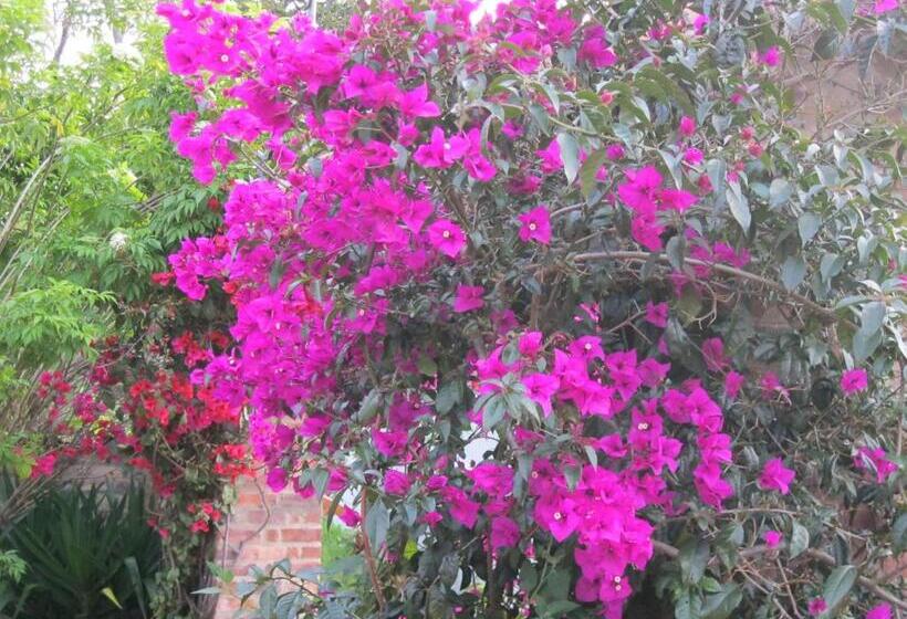 بنسيون Hostal Bugambil