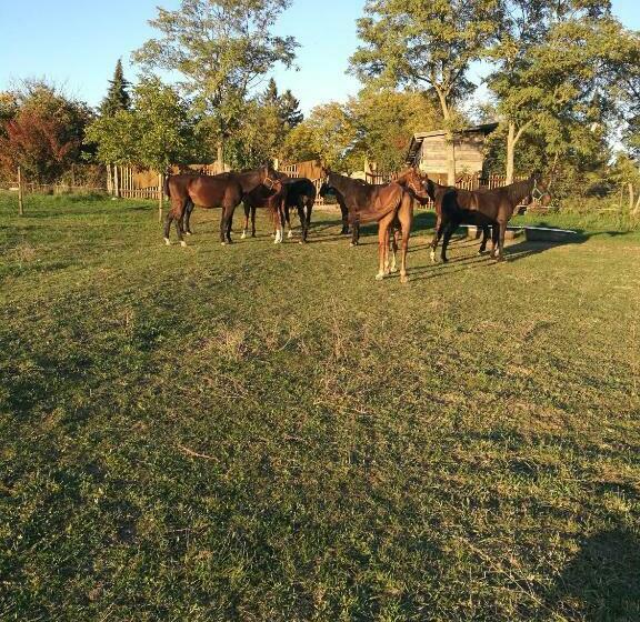 Пансион Koppány Lovasudvar