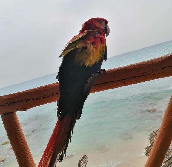بنسيون Playa Tortuga Cabaña