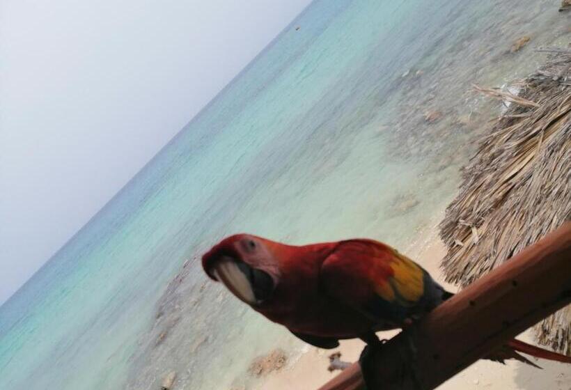 بنسيون Playa Tortuga Cabaña