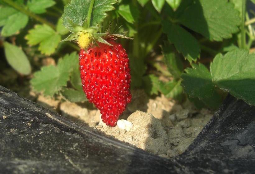 פנסיון Rifugio Alpi Apuane