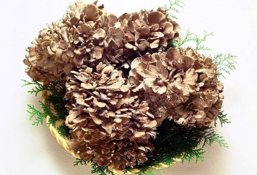 ריוקאן Oze Shinkousou