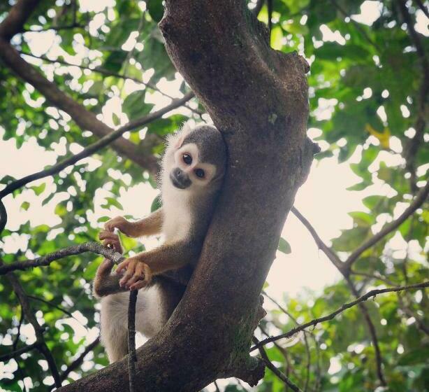 هاستل Hosteria El Paraiso De Las Orquideas