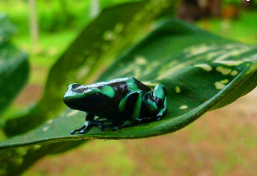 住宿加早餐  Cerrito Tropical Eco Lodge