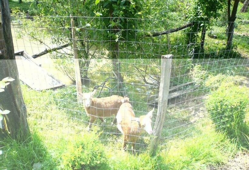 Отель Agro Pensiunea Plaiul Castanilor