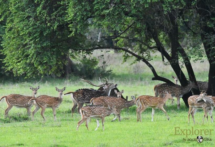 בית מלון כפרי Explorer By Eco Team   Wasgamuwa National Park