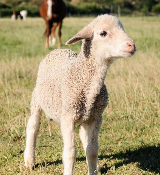 فندق Garingboom Guest Farm