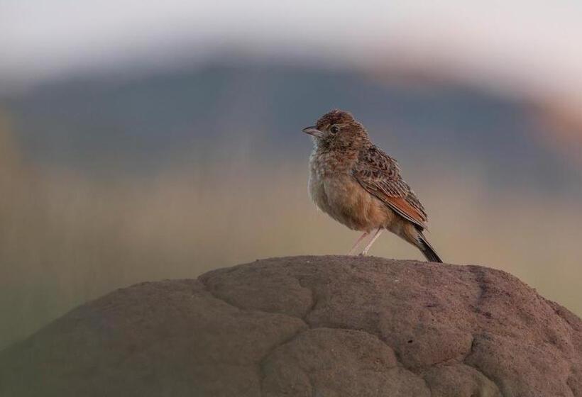 فندق Garingboom Guest Farm