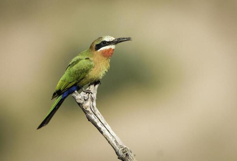 בית מלון כפרי The Outpost & Pel S Post