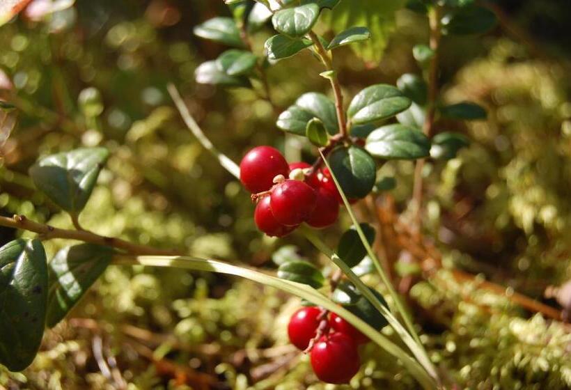 Kuhasensaari Lomakeskus