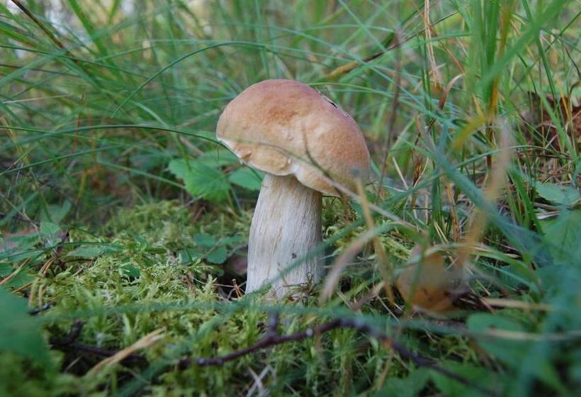 Kuhasensaari Lomakeskus