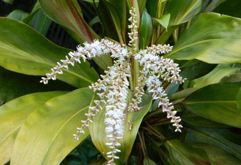 膳宿费 Bicho Do Mato Suites