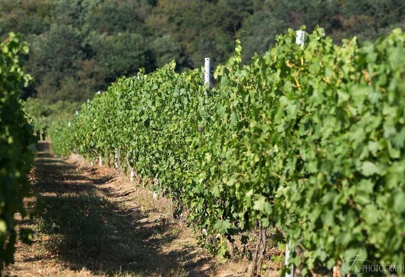 بنسيون Casa Domeniile Vinului