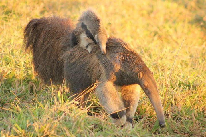بنسيون Fazenda San Francisco