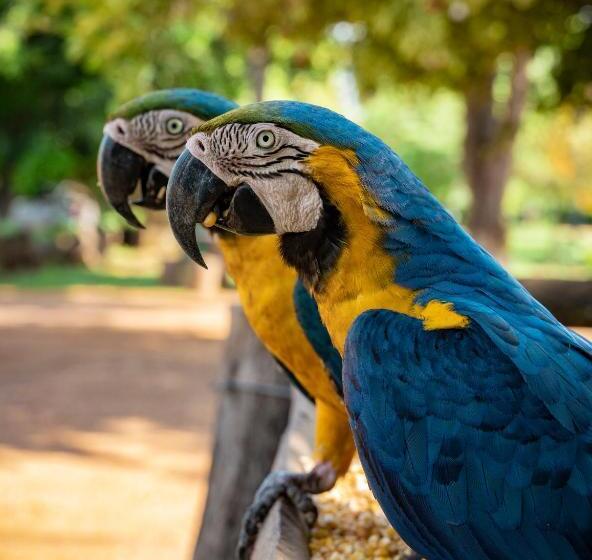 بنسيون Fazenda San Francisco
