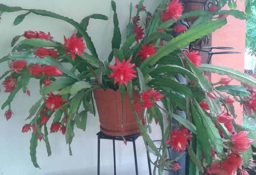 بنسيون Nopti De Vara Transfăgărășan