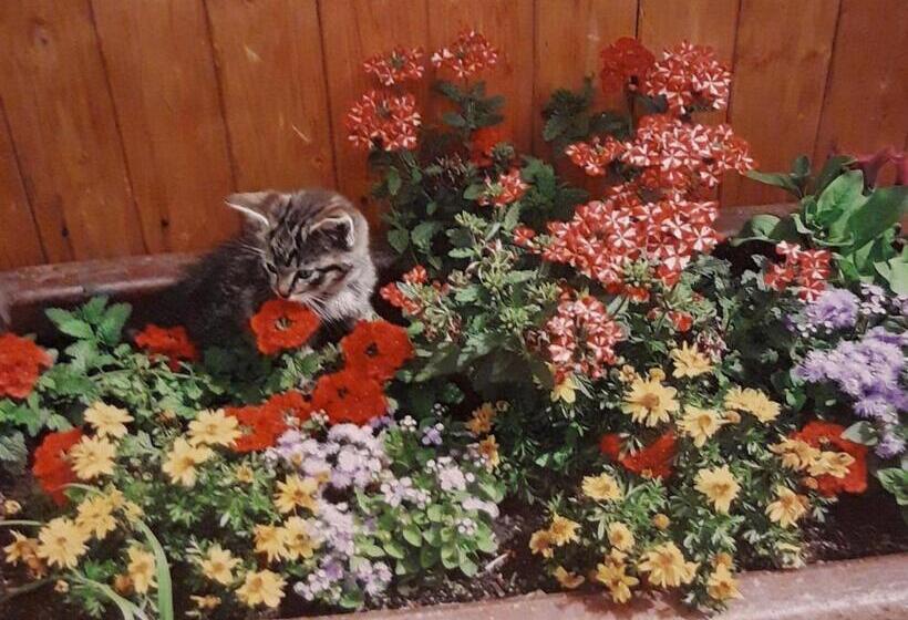 پانسیون Penzion U štoly