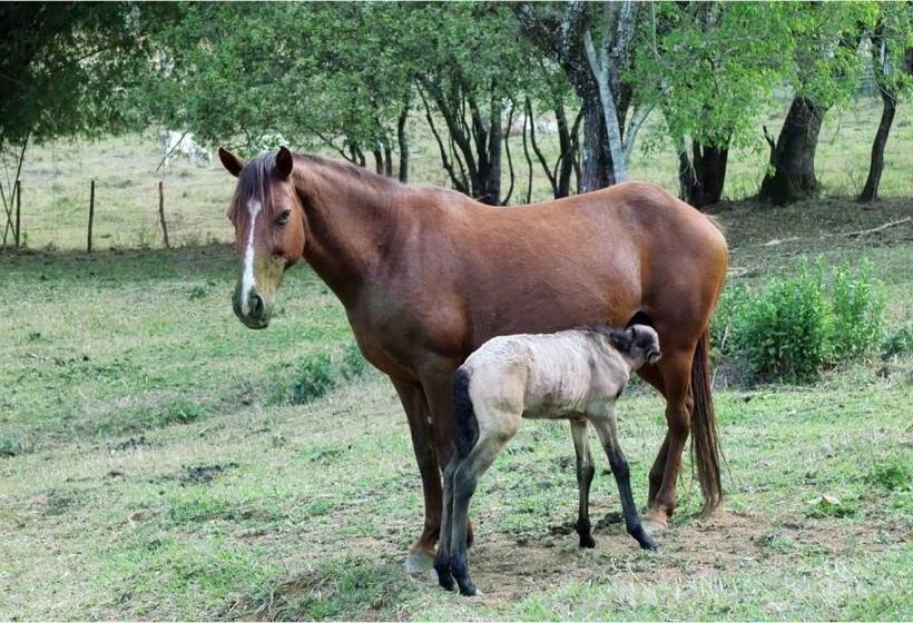 ペンション Pousada São Sebastião