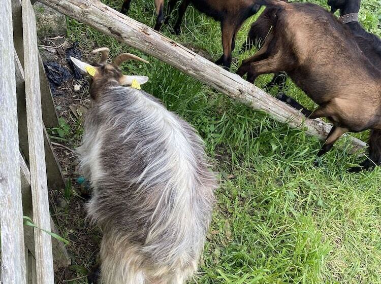 펜션 Quinta Dos Bravos