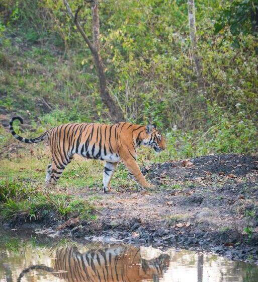 منتجع Kaav Safari Lodge, Kabini