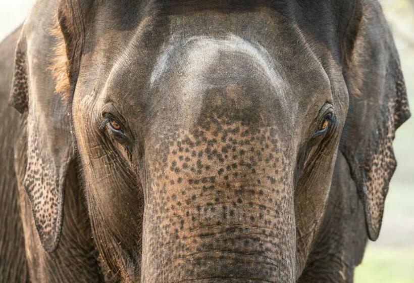 منتجع Kaav Safari Lodge, Kabini