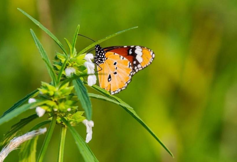 渡假胜地  The Riverwood Forest Retreat Dooars   Fully Vaccinated Staff