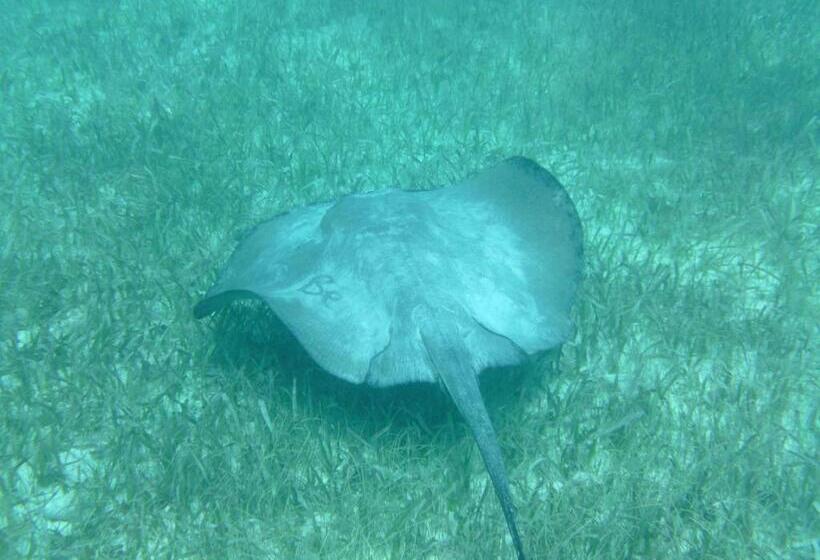 مبيت وإفطار The Crimson Orchid Inn At Orchid Bay