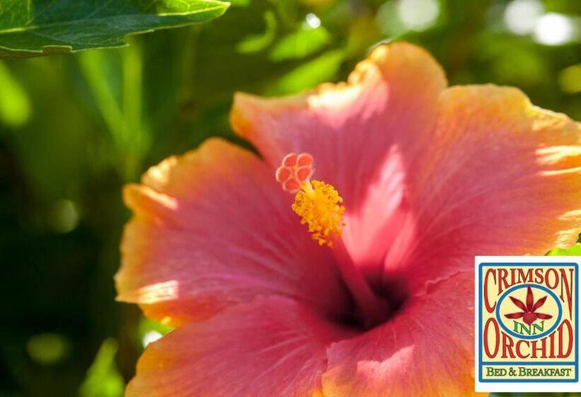 مبيت وإفطار The Crimson Orchid Inn At Orchid Bay