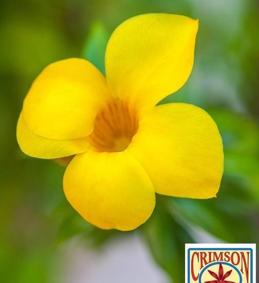 مبيت وإفطار The Crimson Orchid Inn At Orchid Bay