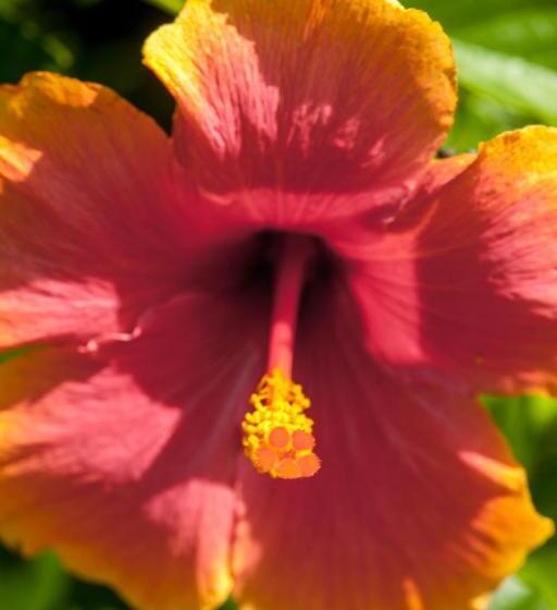 مبيت وإفطار The Crimson Orchid Inn At Orchid Bay