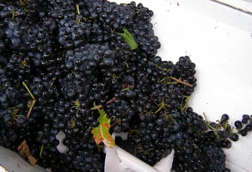 مبيت وإفطار Villa Vinica