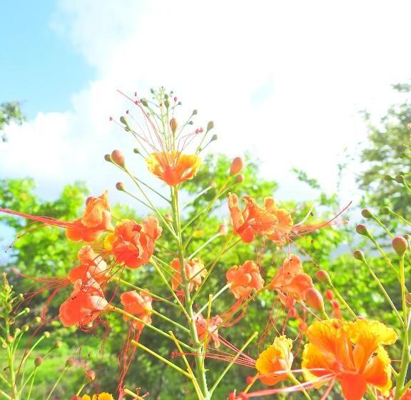 فندق Finca La Magia