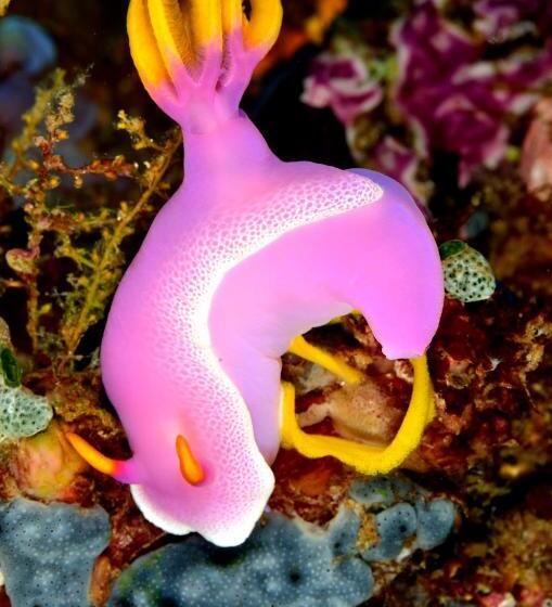 בית מלון כפרי Gangga Island Resort & Spa