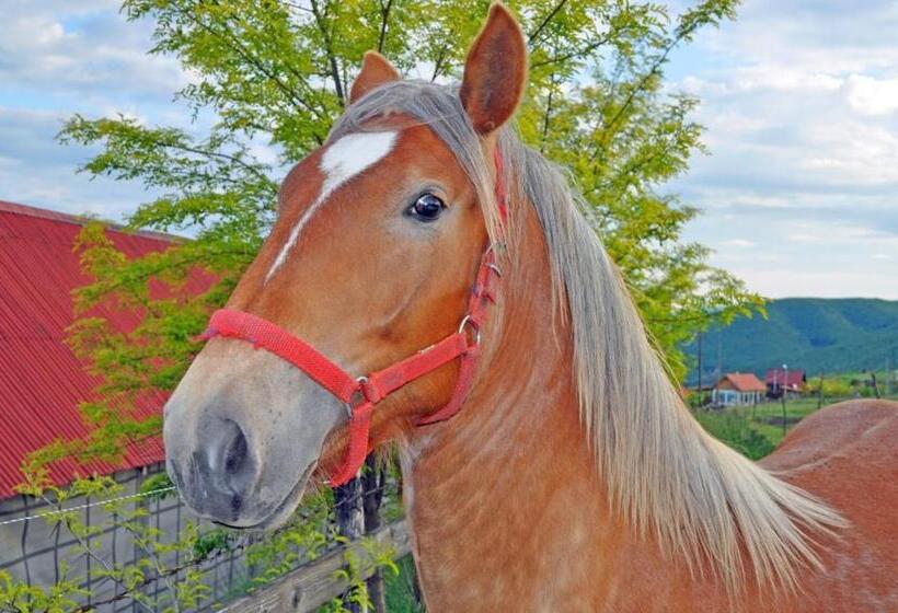 فندق Pensiunea Cheile Apusenilor