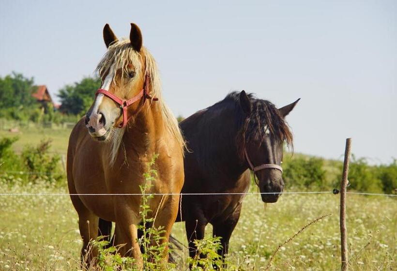 فندق Pensiunea Cheile Apusenilor