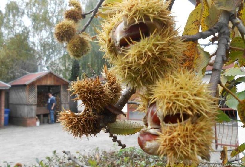 ペンション Guest House Marketti