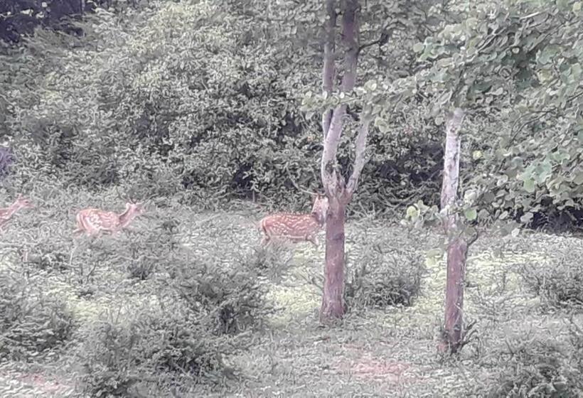 بنسيون Hansika Guest Inn