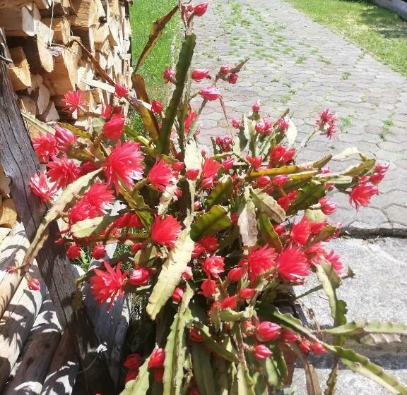 膳宿费 Penzión Baltazár