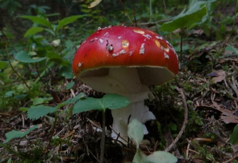 פנסיון Penzión Baltazár