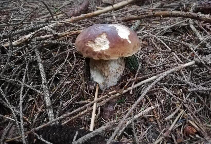 פנסיון Penzión Baltazár