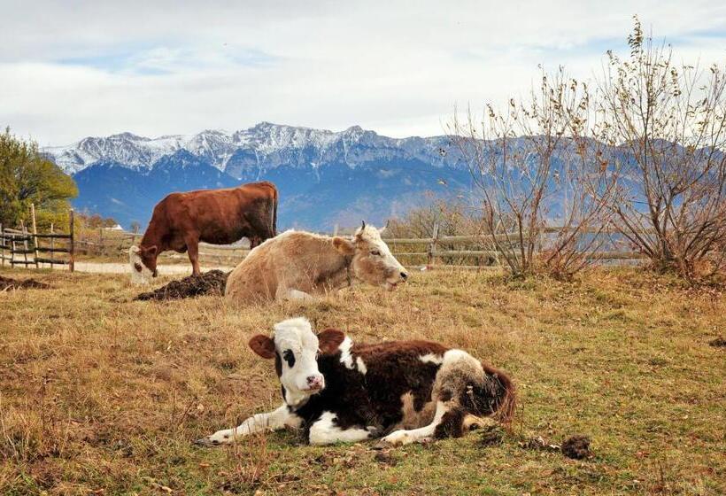 بنسيون Samedru