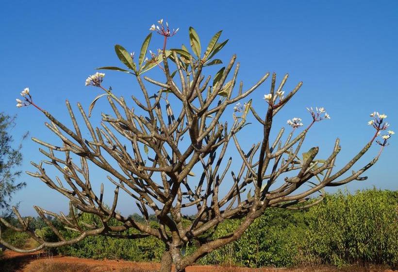 אתר נופש Kinara Stay