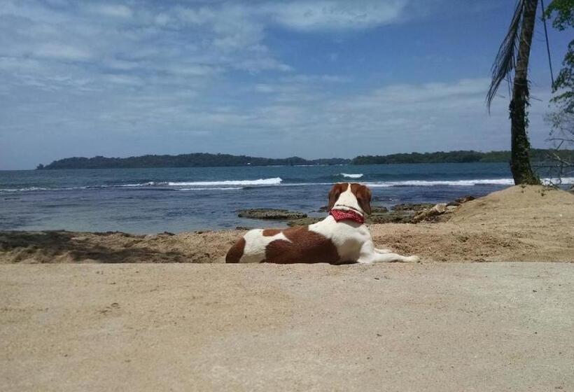 ベッドアンドブレックファースト Surf Break At Paunch